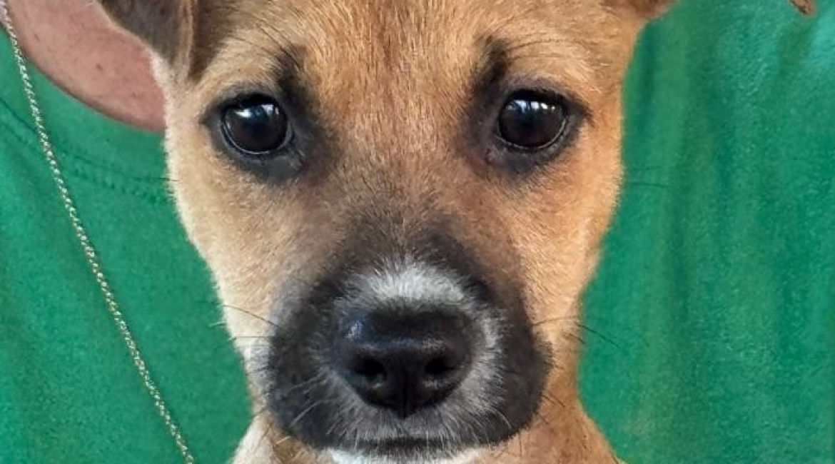 Chiens à adopter